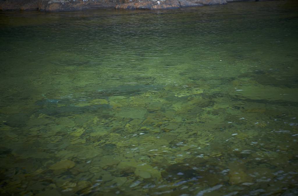 3 big Atlantic salmon lying in shalow water