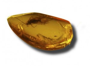 Caddisfly locked in a piece of amber