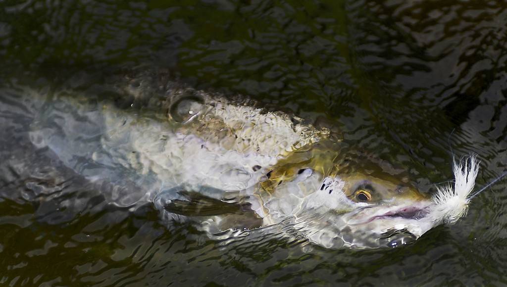 The Bomber salmon dry fly