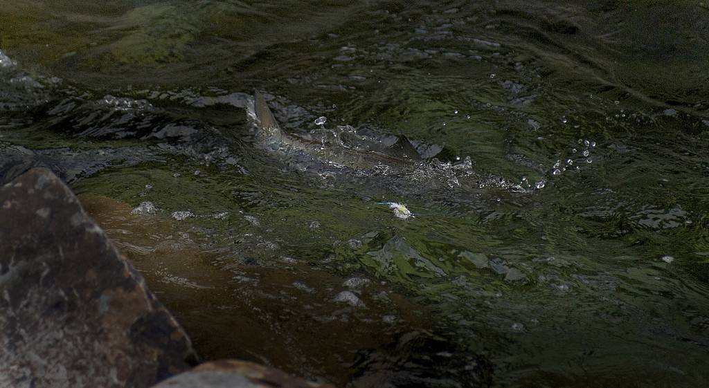 Atlantic salmon taking a close look at a Bomber salmon dry fly