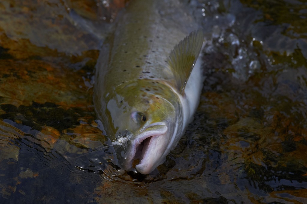 salmon on dry fly