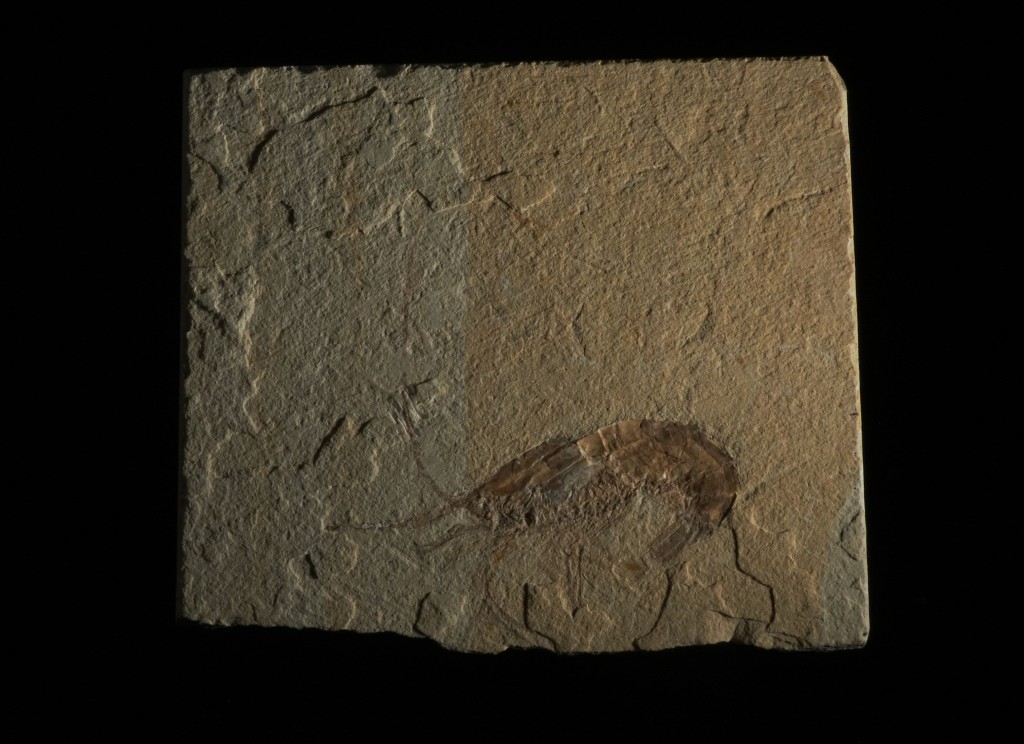 shrimp from Upper Cretaceous time period - 