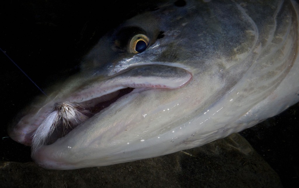 caught on Tube Bomber dry fly