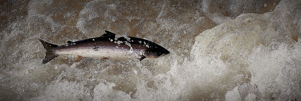 Salmon from Ubber Humner Newfoundland Photo Jesper Fohrmann 