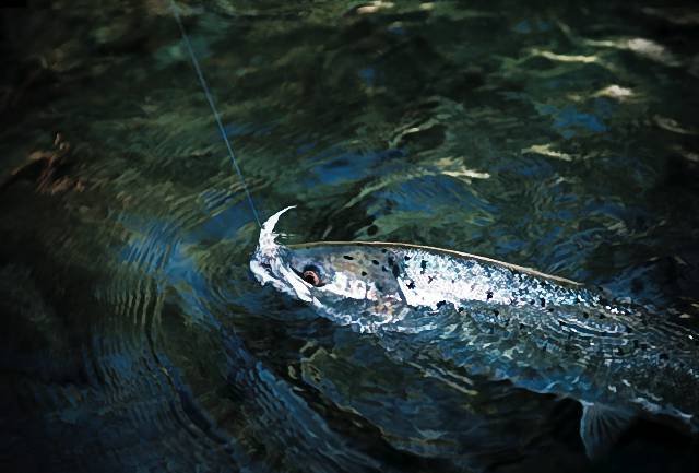 Salmon Bomber dry fly