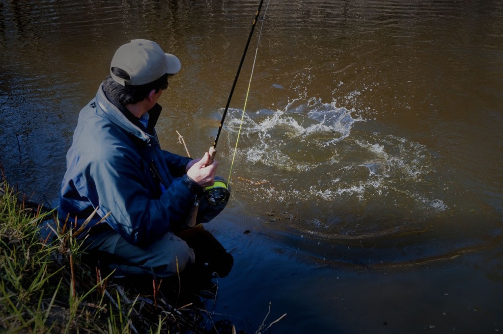 Using a riffling hitch wake fly in colored waters