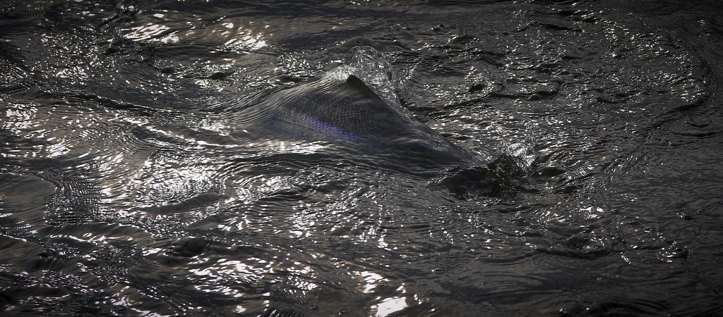 Wake fly fishing for salmon and steelhead