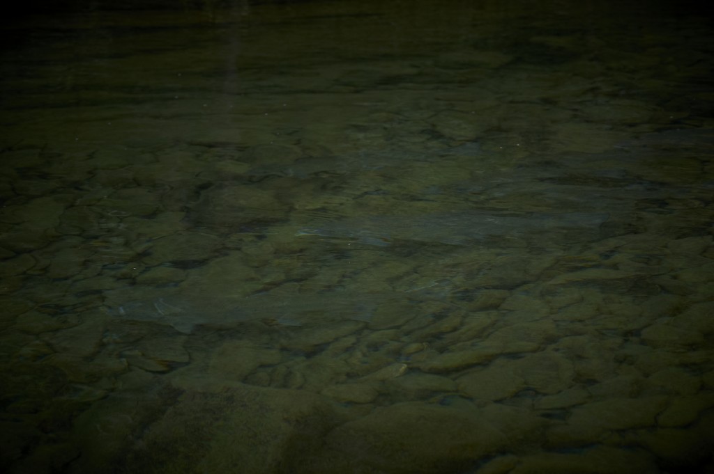 Fishmadman Photo atlantic salmon in river