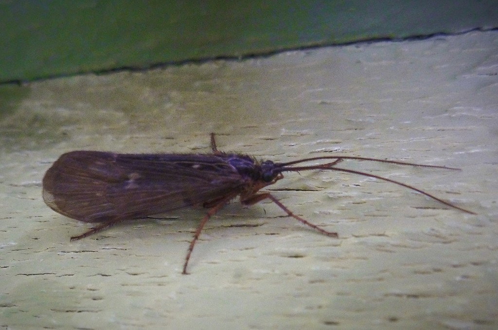 Caddisfly insect the wake fly