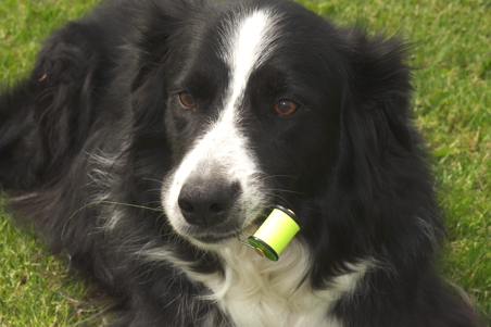 The Collie Dog Here the Border Collie. Excelent fly tying material