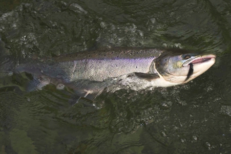 Atlantic salmon on big collie dog fly