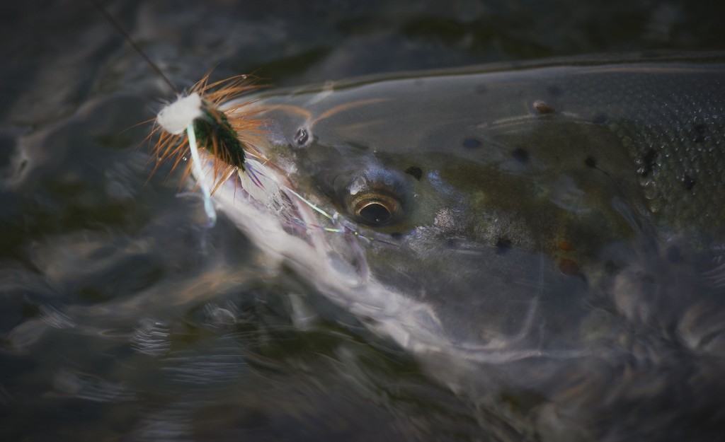 choice of color on salmon dry fly