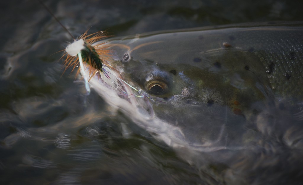 Salmon dry fly know how