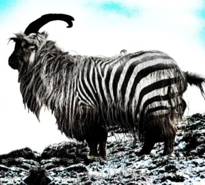 Zebra goat from Fishmadman