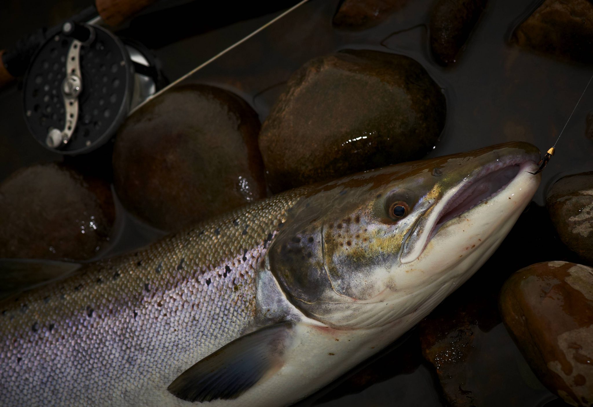 October fish from Kinnaber beat - fly Kinnaber killer