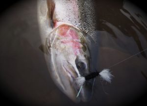 Skeena steelhead caught on big Black Tube Bomber