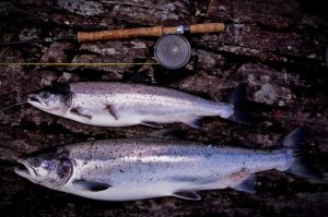 Salmon caught on MonsterTube Caddis