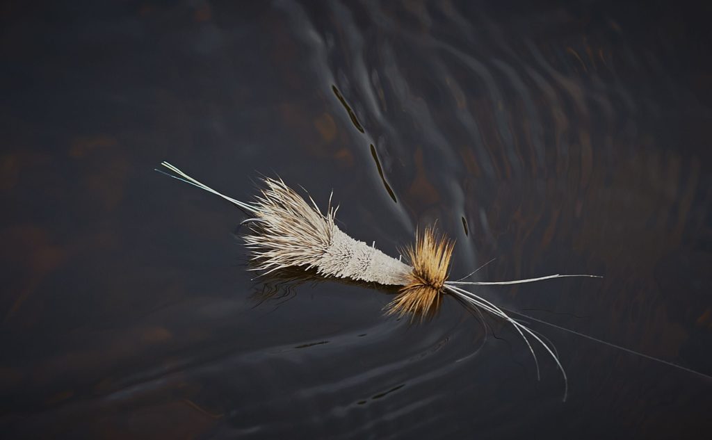 salmon feed in freshwater