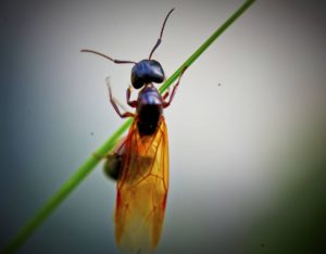 Big forest ant