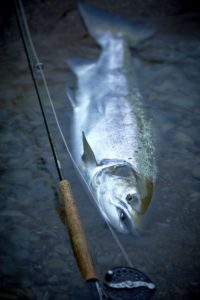 Collie Dog Salmon fly