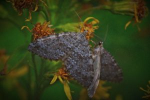 Moth of Northern Norway