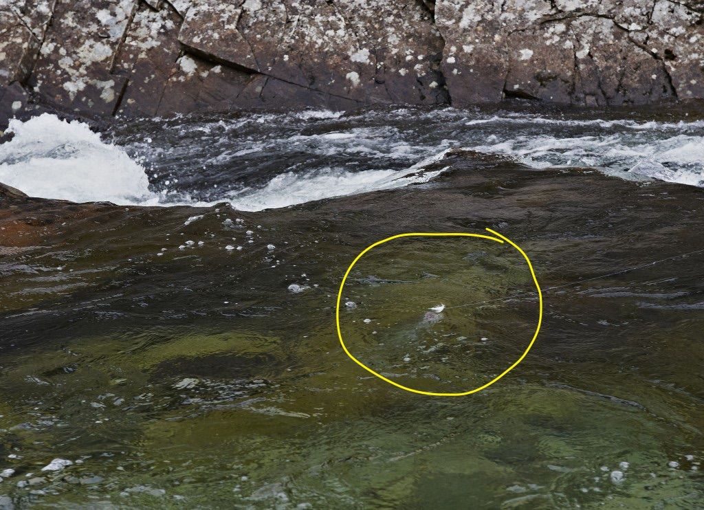 Salmon on dry fly