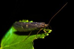 The Caddisfly insect in salmon fishing