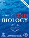Do salmon eat in fresh water