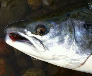 salmon on Frances fly