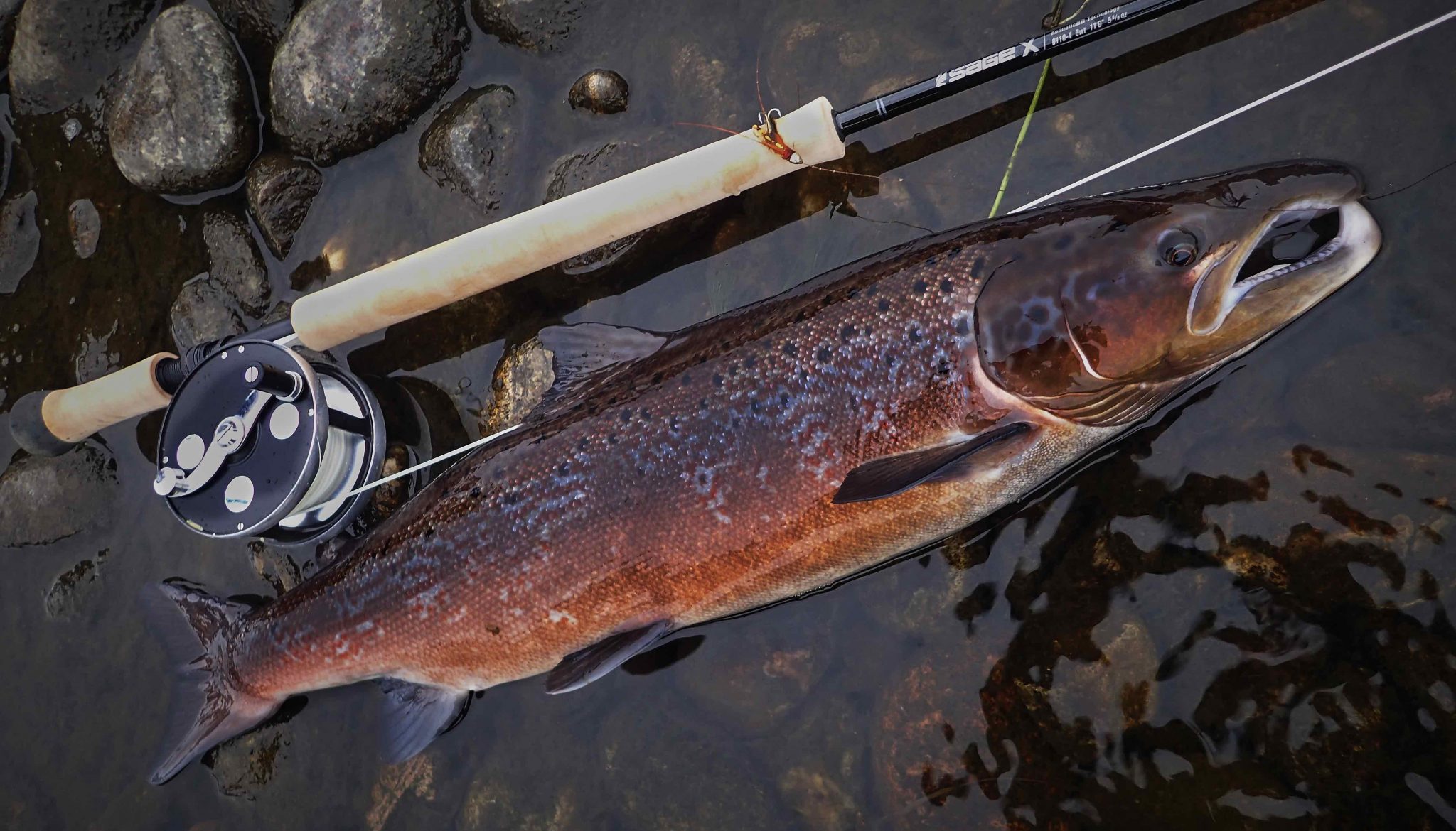 salmon on frances fly