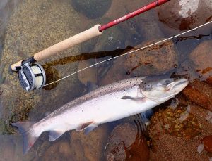 Flies for difficult salmon