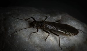 Stonefly