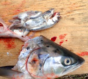 Do salmon eat in fresh water
