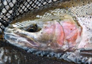 steelhead wake fly