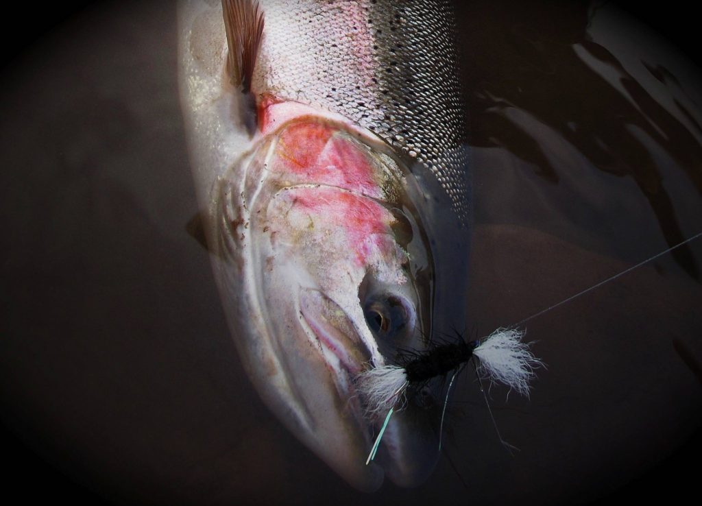 Steelhead on Tube Bomber