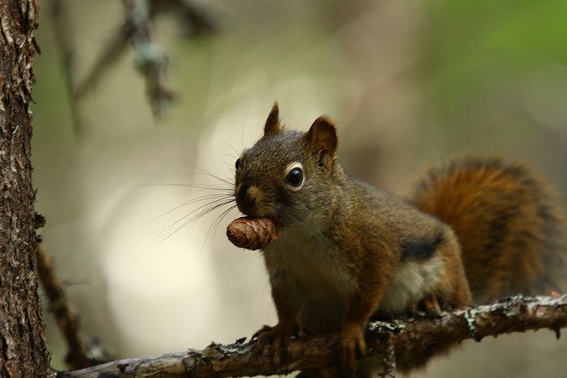 Pine Squirrel - Bill Bryden