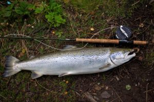 Atlantic Salmon caught on Tube Bomber