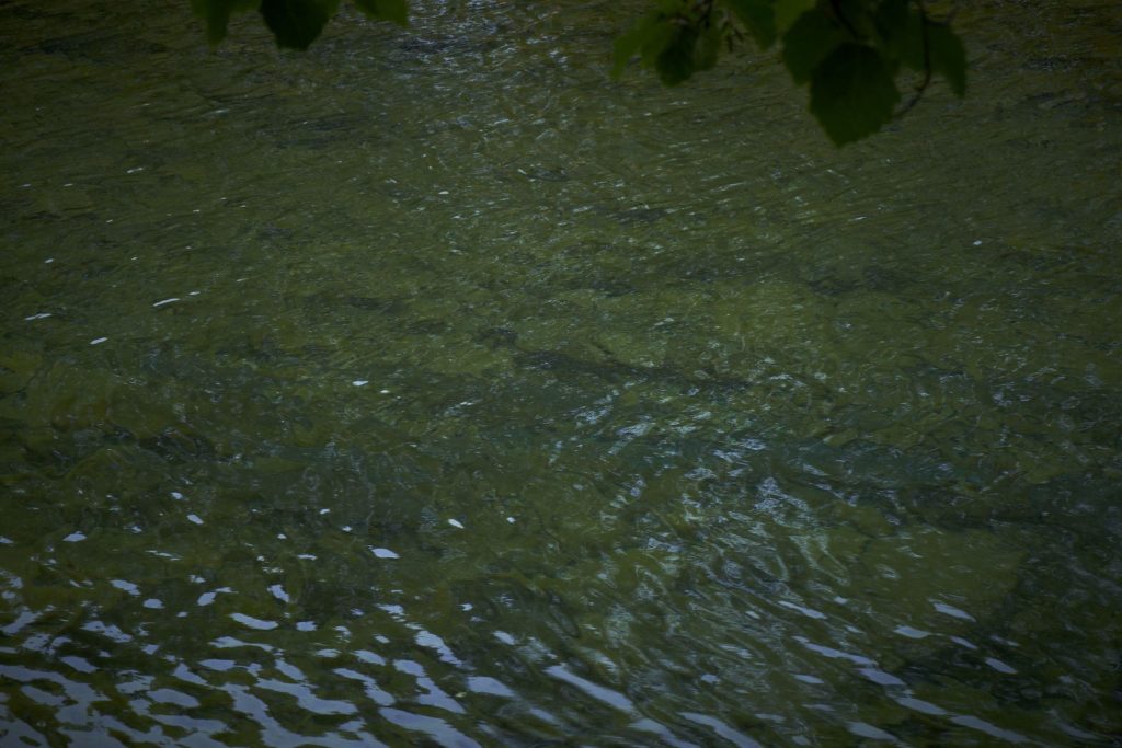 Salmon in river