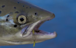 Salmon caught on CDC micro Bomber