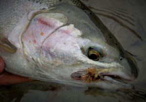 Dry Fly Steelhead