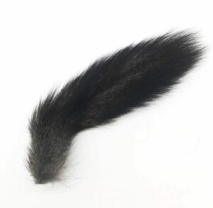 Natural black squirrel