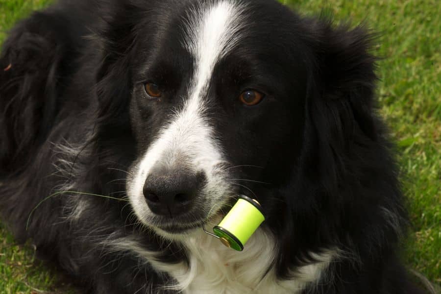 The Collie Dog fly - Famous salmon fly from the late 18 century