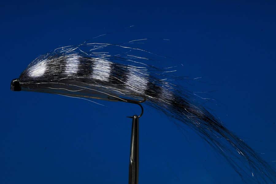 Sunray Shadow zebra a big tube fly