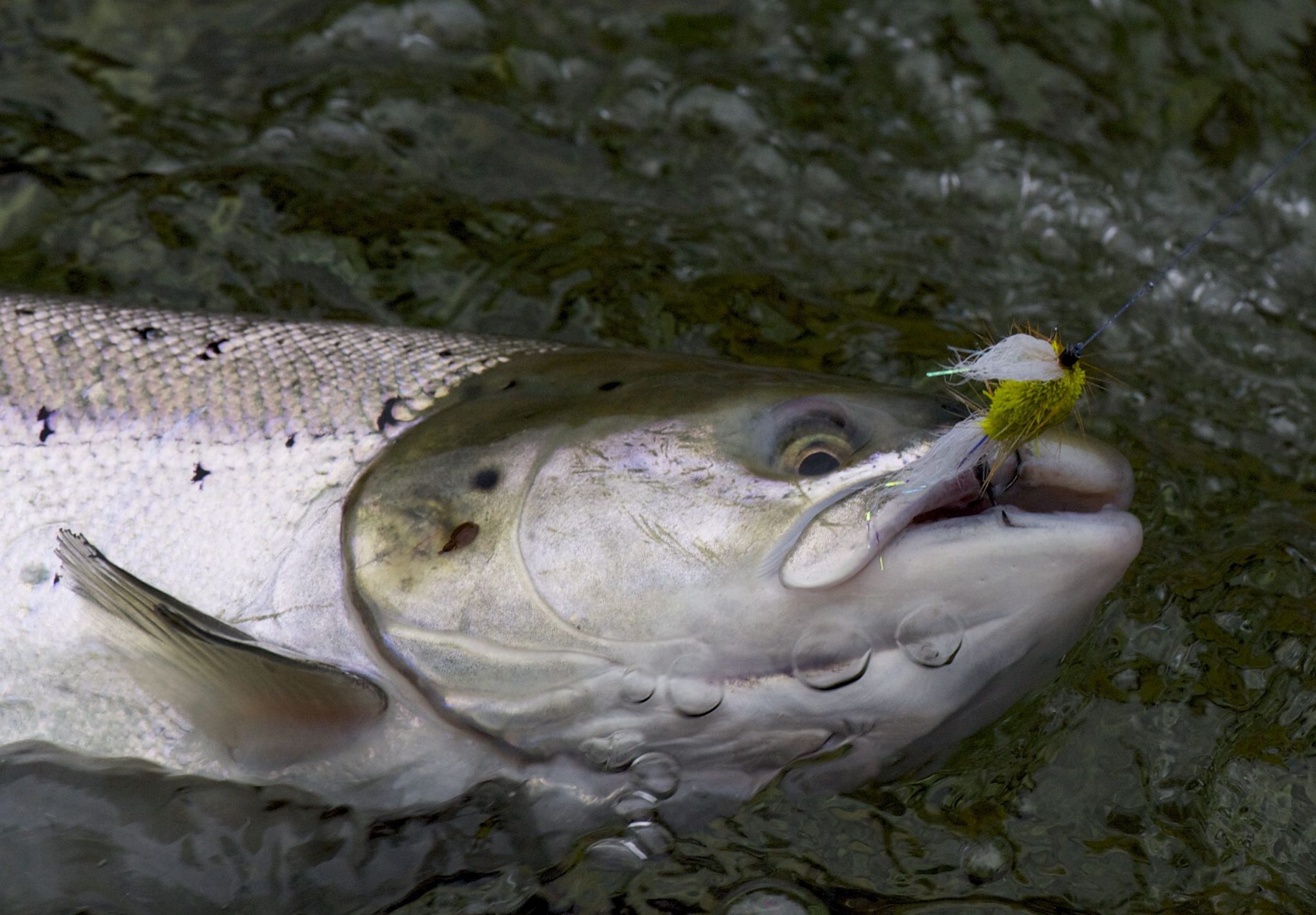 Bomber salmon dry fly