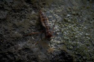 Caddis larva