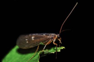 Big nordic caddis insect