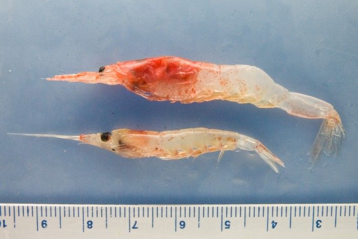 shrimps that salmon eat in the sea - what do salmon eat in the sea