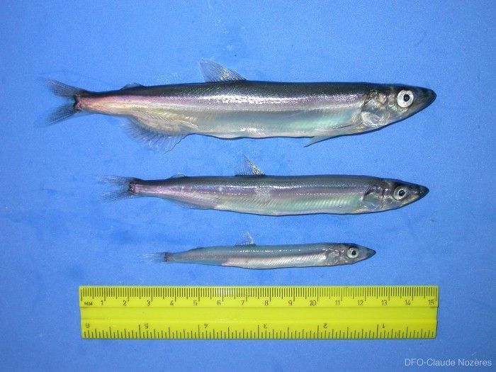 mallotus villosus capelin