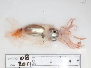 salmon eat squid - what do salmon eat in the sea