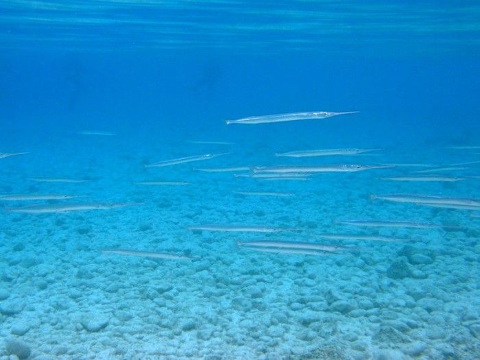 needle fish salmon eat in the sea